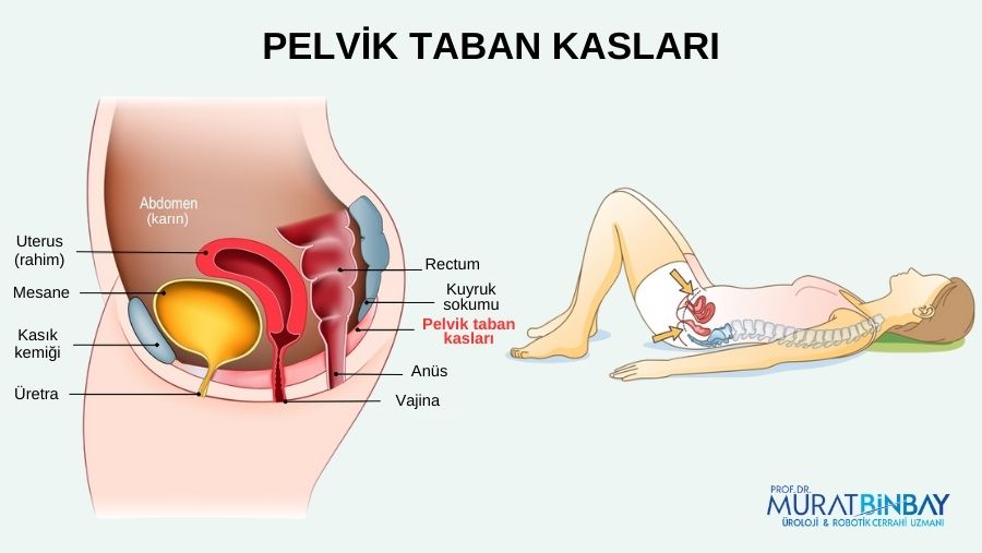 pelvik taban kasları