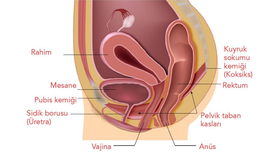 kegel egzersizi i&ccedil;in kaslar ve anatomi