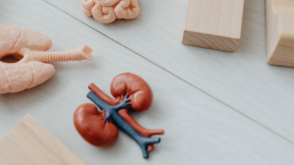 What Is a Double J Stent? Living With a Stent After Kidney Stone Treatment